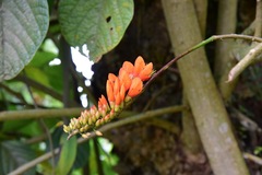 Erythrina edulis