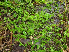Gonocarpus micranthus micranthus