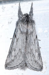 Pleromelloida cinerea