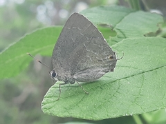 Strephonota tephraeus