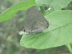 Strephonota tephraeus