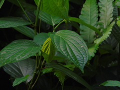 Piper hispidum