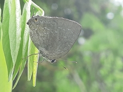 Strephonota tephraeus