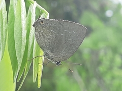 Strephonota tephraeus