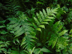 Pleocnemia irregularis