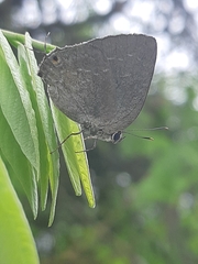 Strephonota tephraeus