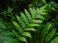 Pleocnemia irregularis