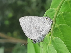 Strephonota tephraeus