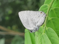 Strephonota tephraeus