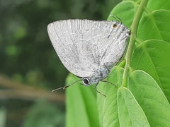 Strephonota tephraeus