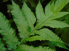 Pleocnemia irregularis