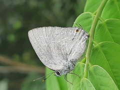 Strephonota tephraeus