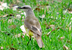 Machetornis rixosa