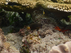 Pomacentrus chrysurus