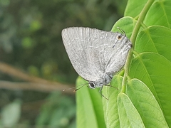 Strephonota tephraeus