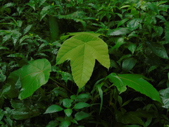 Macaranga triloba