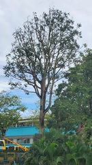 Ailanthus fordii