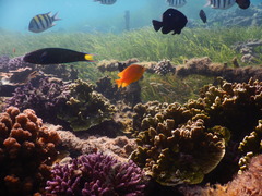 Pomacentrus moluccensis