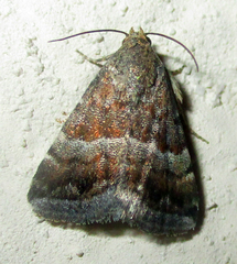Eublemma bolinia