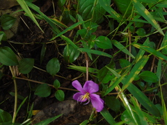 Heterotis rotundifolia
