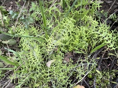 Pholistoma membranaceum