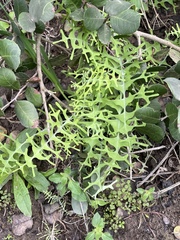 Pholistoma membranaceum