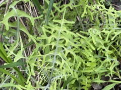 Pholistoma membranaceum