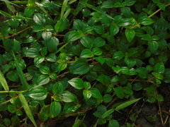 Heterotis rotundifolia