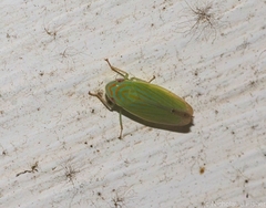Linnavuoriella arcuata