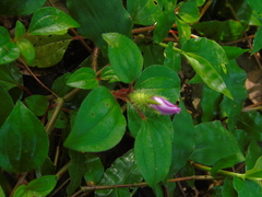 Heterotis rotundifolia