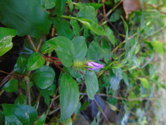 Heterotis rotundifolia