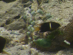 Chrysiptera biocellata