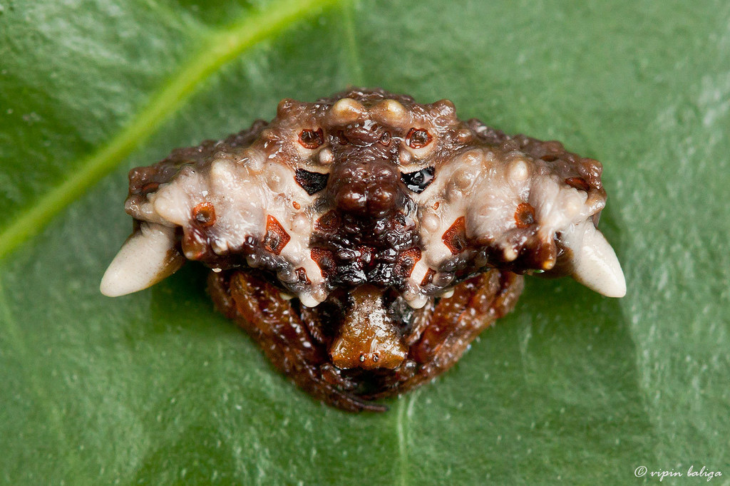 Pasilobus