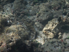 Epinephelus merra