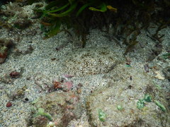 Pardachirus pavoninus