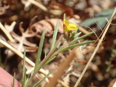 Camissonia strigulosa