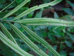 Taenitis blechnoides