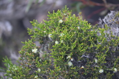 Melaleuca viminea viminea