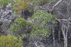 Melaleuca viminea viminea