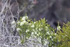 Melaleuca viminea viminea