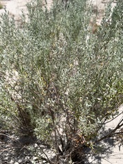 Olearia axillaris