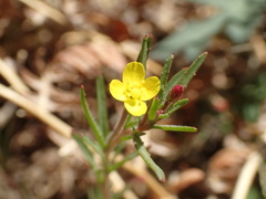 Camissonia strigulosa