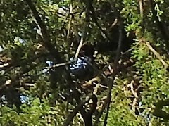 Passerina cyanea