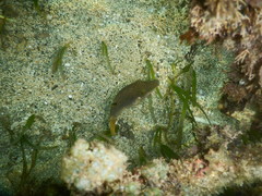 Canthigaster compressa