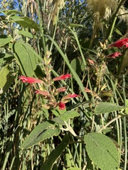 Salvia karwinskii