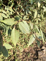 Zanthoxylum simulans