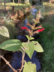 Salvia karwinskii