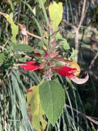 How to identify Salvia karwinskii Benth.