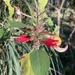 Salvia karwinskii - Photo (c) Neptalí Ramírez Marcial, algunos derechos reservados (CC BY), subido por Neptalí Ramírez Marcial