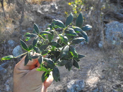 Alyxia stellata
